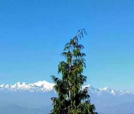 The Mountain View Lejlighed Darjeeling  Eksteriør billede